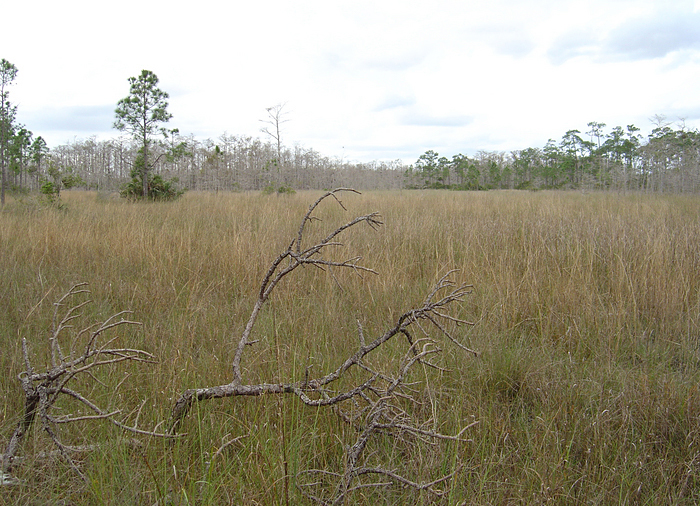 p2007 01 sony 01397m