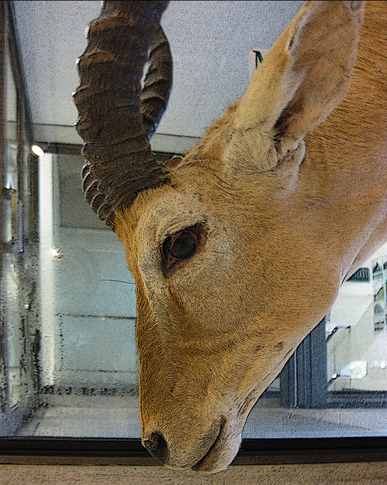 p2008 08canon 0013mpe