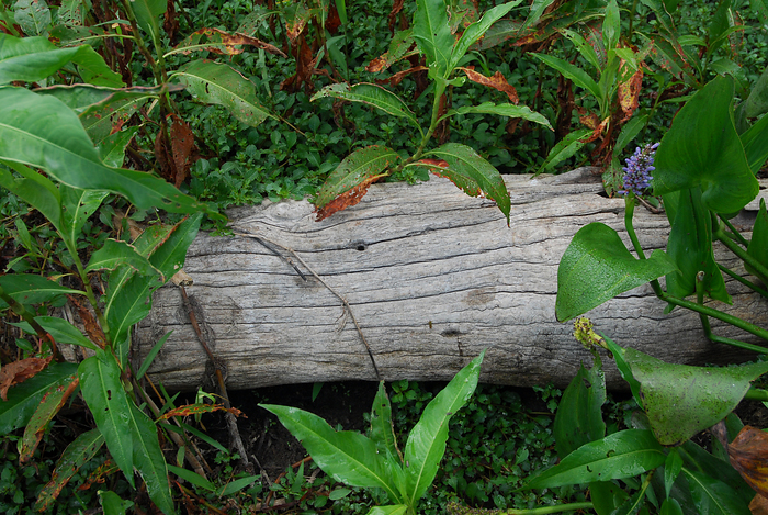 p2009 04 d200b 0035m