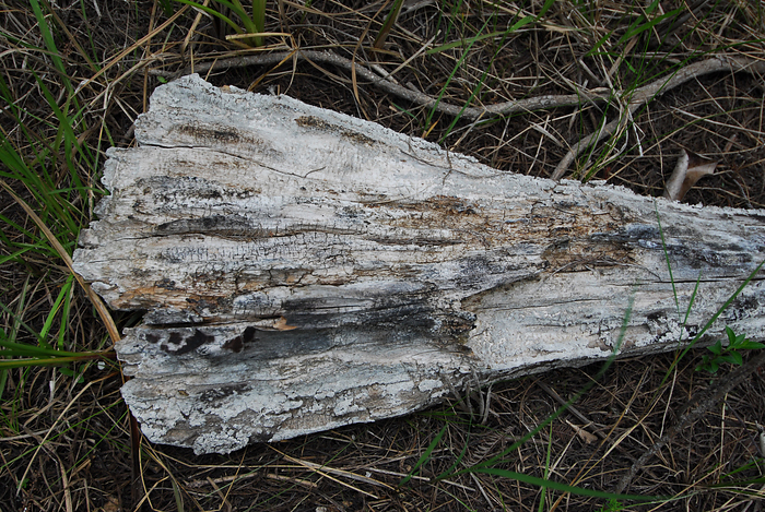 p2009 04 d200b 0053m