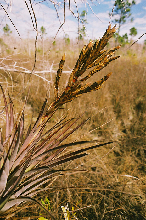 p2009 04 pcc3 93 20m