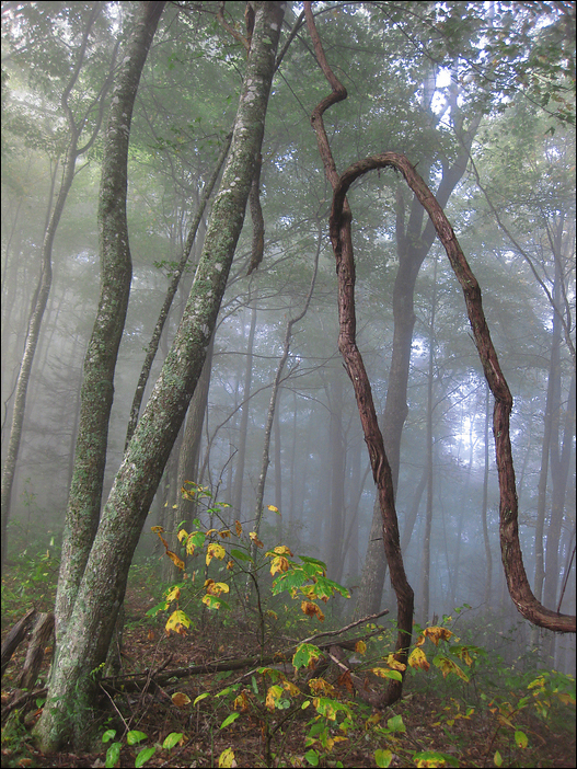 p2009 10 canon 3086m