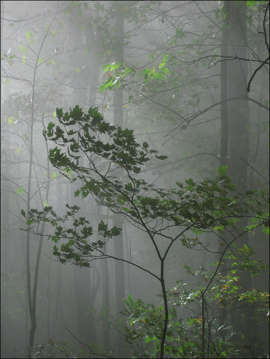 p2009 10 canon 3093m